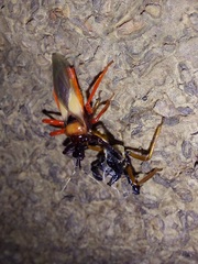 Calliclopius nigripes