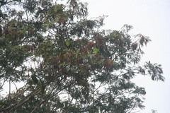 Amazona ventralis