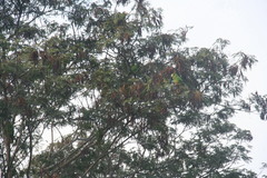Amazona ventralis