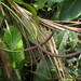 Anthurium gaudichaudianum - Photo (c) Flora de Santa Catarina, some rights reserved (CC BY-NC), uploaded by Flora de Santa Catarina