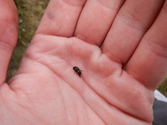 Variimorda villosa