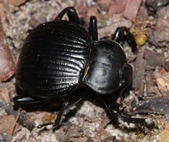 Gonopus