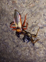 Calliclopius nigripes