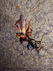 Calliclopius nigripes