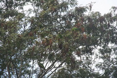 Amazona ventralis