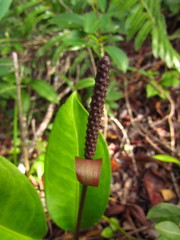 Anthurium loefgrenii