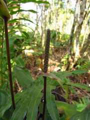 Anthurium loefgrenii