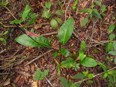 Anthurium loefgrenii