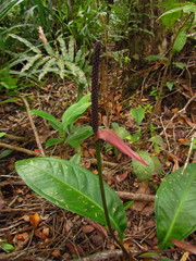 Anthurium loefgrenii