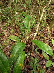 Anthurium loefgrenii