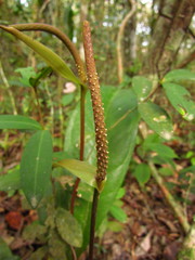 Anthurium loefgrenii