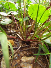 Anthurium loefgrenii