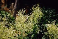 Forpus coelestis