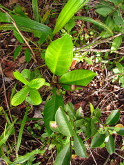 Anthurium loefgrenii