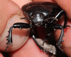 Gonopus