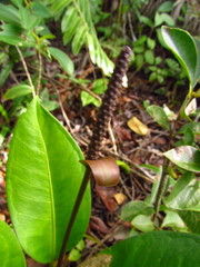 Anthurium loefgrenii