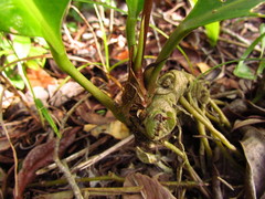 Anthurium loefgrenii