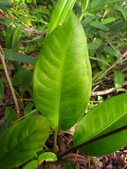 Anthurium loefgrenii