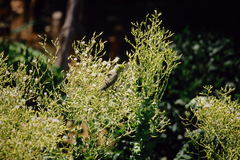 Forpus coelestis