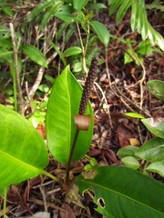 Anthurium loefgrenii