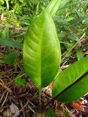 Anthurium loefgrenii