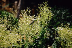 Forpus coelestis