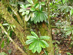 Anthurium pentaphyllum