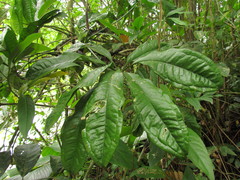 Anthurium pentaphyllum