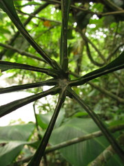 Anthurium pentaphyllum