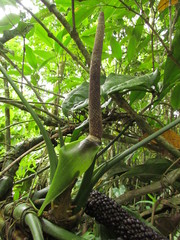Anthurium pentaphyllum