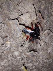 Calliclopius nigripes