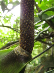 Anthurium pentaphyllum