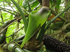 Anthurium pentaphyllum