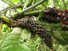 Anthurium pentaphyllum