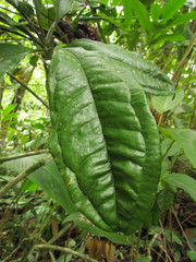 Anthurium pentaphyllum