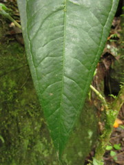 Anthurium sellowianum