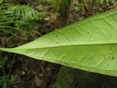 Anthurium sellowianum