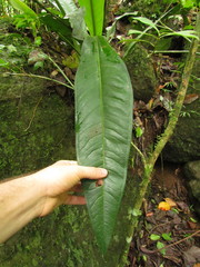 Anthurium sellowianum