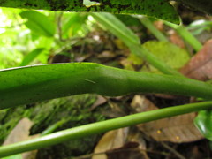 Anthurium sellowianum