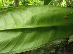 Anthurium sellowianum