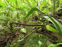 Anthurium sellowianum