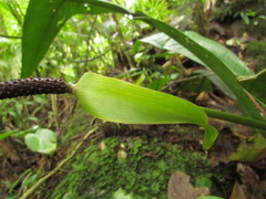 Anthurium sellowianum