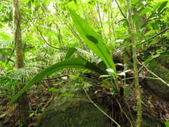 Anthurium sellowianum