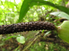 Anthurium sellowianum
