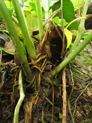 Anthurium sellowianum