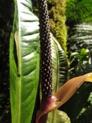 Anthurium urvilleanum