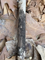 Helminthosporium velutinum