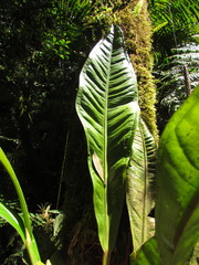 Anthurium urvilleanum