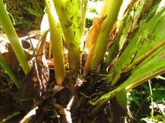 Anthurium urvilleanum
