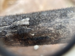 Helminthosporium velutinum